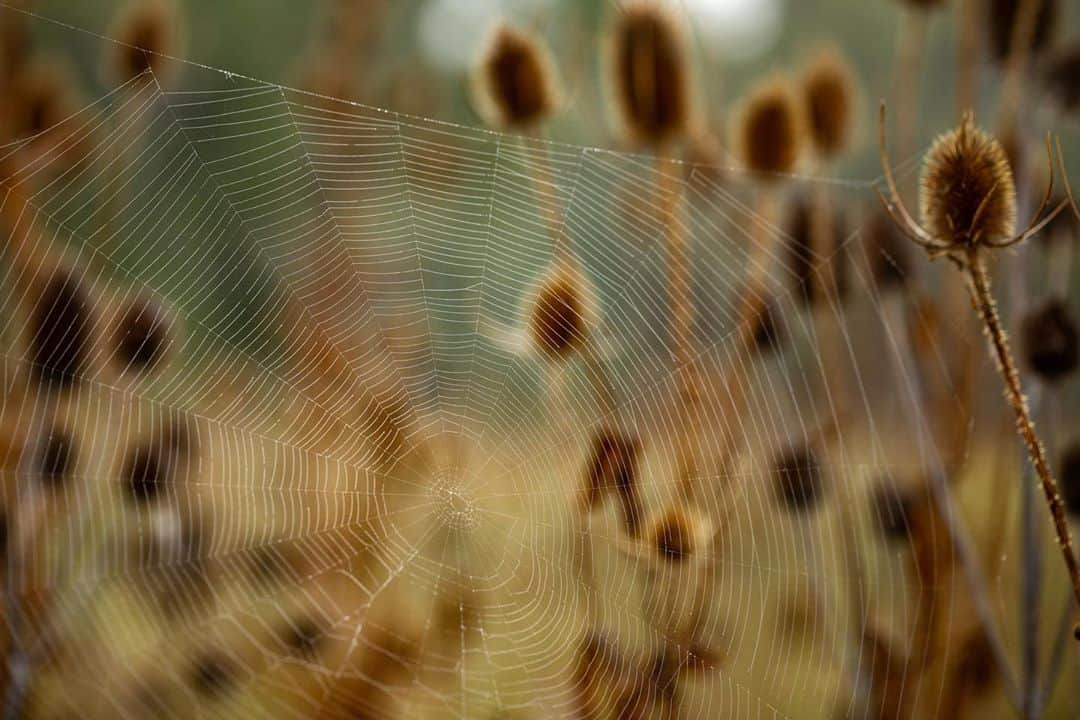 アンジー・ペインさんのインスタグラム写真 - (アンジー・ペインInstagram)「Webs — some dry, some dewy — all lovely. When I was young I had a traumatic encounter with spider webs while exploring the shore of Lake Cumberland. My best friend and I had scrambled up to a ledge that nature had carved out of the shale-covered shore and ventured across. As we did, we were greeted by giant spider webs taller than us that suddenly seemed to be blocking all potential exits. This sent me into a complete panic, because it was obvious to my pre-teen brain that giant spider webs must be made by equally giant spiders (duh). I don’t remember how I kept from jumping off that ledge in that moment of panic, but obviously I made it out (mostly) unscathed. I like to think that whatever strategies I used to mentally reframe those webs as something less threatening that day might have been the tiny seed that has now grown into a fascination with spiders and webs and all their complex beauty. It took almost 25 years to get there, but better late than never.  • • • #macro #macrophotography」10月31日 2時15分 - angelajpayne