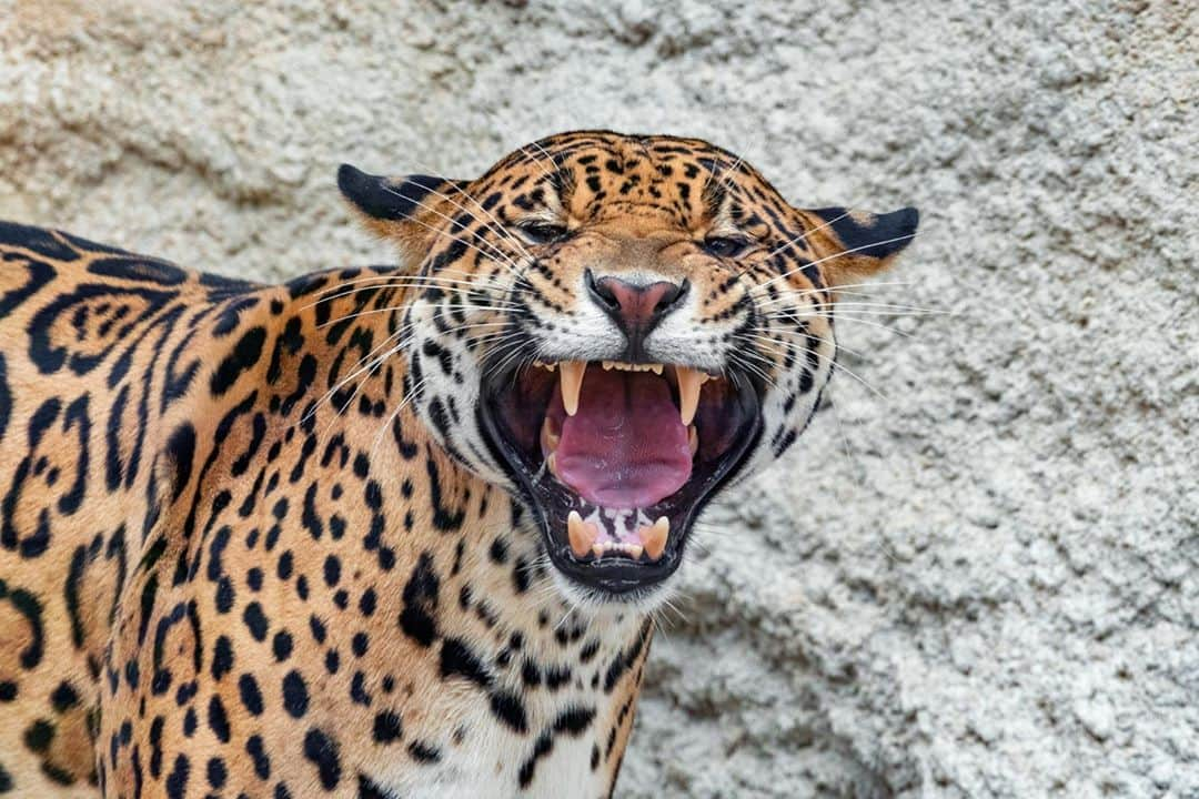 アニマルプラネットさんのインスタグラム写真 - (アニマルプラネットInstagram)「My, what big teeth you have! 👀  The jaguar is the only native big cat in the New World, and third largest big cat on Earth (behind the tiger and lion). With an animal this big, you can bet it will take a team to help Dr. Jeff spay one. Don't miss a new episode of #drjeff: Rocky Mountain Vet Saturday at 9pm ET. . . . . . #jaguar #bigcat #wildcat #tiger #lion #jaguars #southamerica #northamerica #spayandneuter #animalplanet #pictureoftheday」10月31日 2時18分 - animalplanet