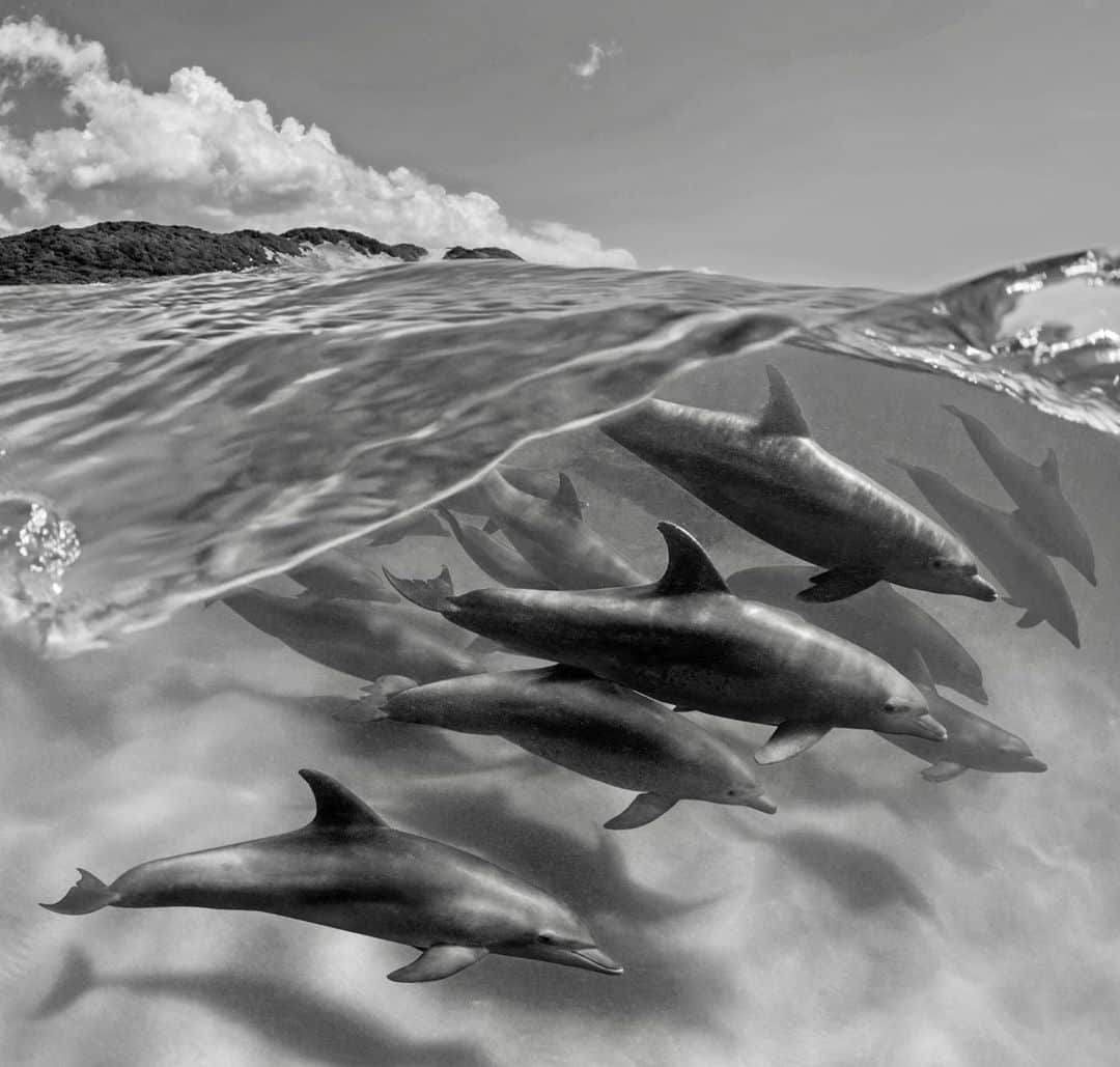 Thomas Peschakのインスタグラム：「A few minor technical glitches in the field mean that I will only be posting brand new pics from my new @natgeo assignment in the Kalahari later next week - In the meantime here is a unpublished  photograph from my @natgeo magazine story Cross Currents. Getting photographs of Indo-Pacific bottlenose dolphins off southern Mozambique’s Ponta Do Ouro marine reserve was a wee bit tricky. To make this image I had to swim into the surf zone and repeatedly free dive under breaking waves. Exact timing and a healthy dose of good fortune meant the difference between getting the shot or getting pounded by the surf. This was originally a color photograph and only recently did I come to appreciate its qualities as a black and white image. Photographed in collaboration with @anacconservacao #africa  #Mozambique #dolphin #surfinglife #pontadoouro」