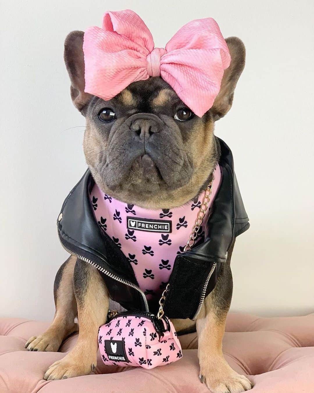 Regeneratti&Oliveira Kennelのインスタグラム：「All the 'It' girls are wearing this ‘poop (hand)bag’ 💁🏽‍♀️ @frankieandvelvetlove   #vlpurse  . . Shop @frenchie_bulldog ⚡️THE COOLEST⚡️ swag for your pup! 🎁 Get 10% off  with code jmarcoz10 🐾 https://frenchiebulldog.com/   . . #frenchiepetsupply #friendchie #friendswithfrenchie #friendchiefamily #badgirls #badtothebone #fashionforward #ilikebigbowsandicannotlie  . . . #frenchbulldogsofinstagram  #frenchiesofinstagram #frenchielove #dogsofinstaworld #frenchies1 #weeklyfluff #dogstagram #doglover #frenchbulldog #frenchie #dogs #cutedog #doglife #mydogiscutest #instafrenchie  #puppy #puppylove #furbaby #フレンチブルドッグ  #frenchieoftheday #frenchiepuppy」