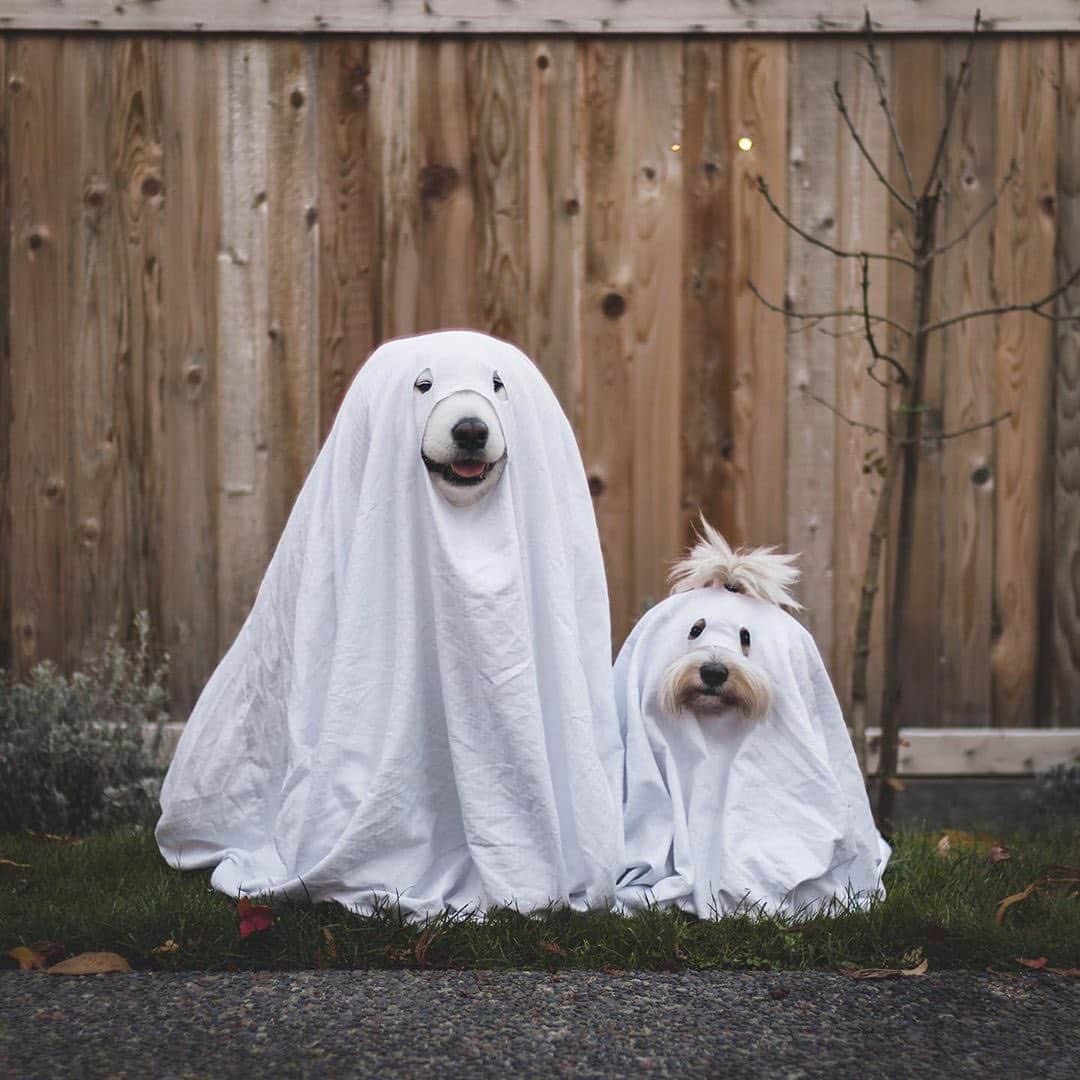 Instagramさんのインスタグラム写真 - (InstagramInstagram)「BOO!⁣ Did we scare you? ⁣ 👻 👻⁣ ⁣ Meet Bear and Momo (@lokistagram), two rescues pups — and best pals — who decided to dress up in matching costumes this Halloween.⁣ ⁣ #WeeklyFluff 🎃⁣ ⁣ Photo by @lokistagram」10月31日 3時06分 - instagram
