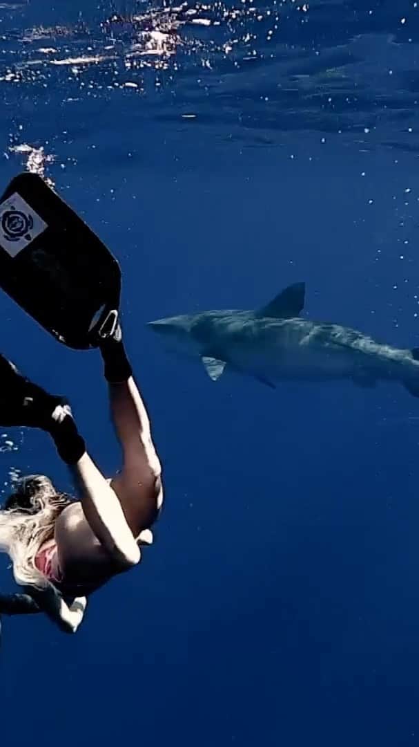 アラナ・ブランチャードのインスタグラム：「PLEASE READ!! As some of you might know I was in the water when my best friend got her arm bite off by a tiger shark. For many years after (especially after having a kid) I would think about the attack and even dream about sharks trying to get me. I developed a fear of sharks and every time I surfed I would get this crazy hit of  anxiety  that I would have to talk myself out of. Since surfing and being in the water is my life Iv been trying to work on this and educate myself on sharks and there behavior. Then almost 17 years later  a tiger shark named Riley came and said hello while diving with @oceanramsey and @juansharks I never thought I would be swimming with something I feared for so long. Riley did about 4 passes by us and I was able to dive down and make eye contact, it was beautiful and I’ll alway remember it. I had tears of joy instead of this fear I thought I would of have. It was peaceful and it was like he was telling me something..... they are not the thing we need to fear. I know this can be hard to wrap your head around but shark attacks are very rare and they don’t see us as food. All I know is we need to save these amazing creatures. We need them more then they need us. If you guys want more info please go to @oceanramsey and @juansharks they are experts in all things sharks. #helpsavesharks #savethesharks NO #sharkfinsoup #learnaboutsharks 🎥 @jaketaiwan4」
