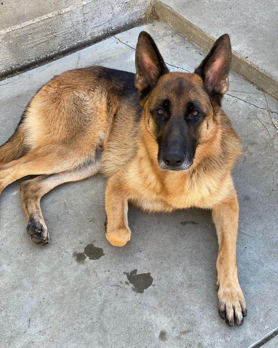 ロバート・パトリックさんのインスタグラム写真 - (ロバート・パトリックInstagram)「Good morning! #ride #harley-davidson #dog #dogs #dogsofinstagram #germanshepherd #germanshepherds #germanshepherdsofinstagram #boozefighters #bfmc #santaclaritaharley #museum #dealership #popculture #chopper #club #owof」10月31日 3時15分 - ripfighter