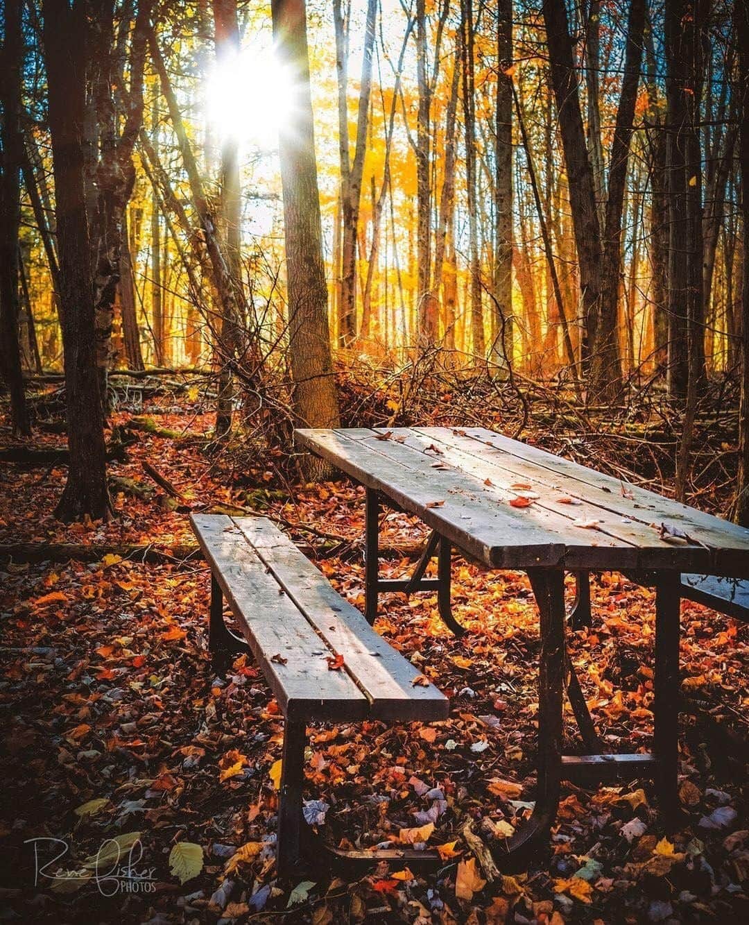 Ricoh Imagingのインスタグラム：「This beautiful fall scene was captured by Rene Fisher with the Ricoh GRIII. Share your own fall images with us!」