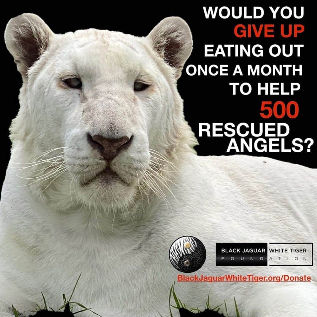 Black Jaguar-White Tiger さんのインスタグラム写真 - (Black Jaguar-White Tiger Instagram)「Your donation saves lives. Active link to donate on our bio or at www.BlackJaguarWhiteTiger.org/Donate」10月31日 4時45分 - blackjaguarwhitetiger