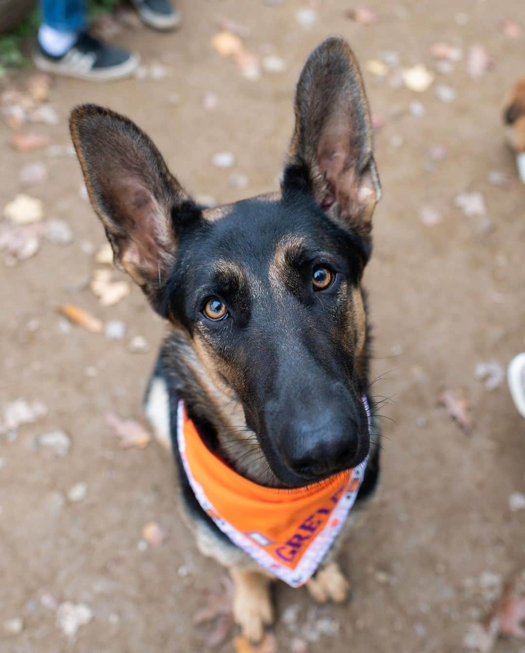 The Dogistさんのインスタグラム写真 - (The DogistInstagram)「Greta, German Shepherd (14 m/o), Haverford Reserve Dog Park, Haverford, PA • “She gets her special treat at night – a Kong with yogurt and bananas and peanut butter on top. We put it in the freezer first.”」10月31日 4時56分 - thedogist