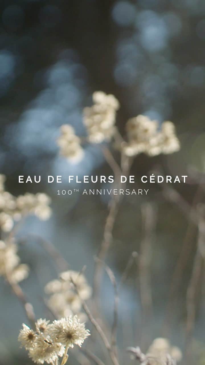 のインスタグラム：「"I try to emphasize nature and plants in each of my pieces... I mainly focus on flowers that we tend to know as weeds. With only one sheet of precious metal they become tiny jewels." - Anne Brun.  Anne's unique savoir-faire was chosen to embellish and celebrate the 100th anniversary of Eau de Fleurs de Cédrat to create a truly exceptional Prestige edition.  @annebrundorure  #Guerlain #GuerlainParfumeur #ExceptionalPieces #Perfume #SavoirFaire」