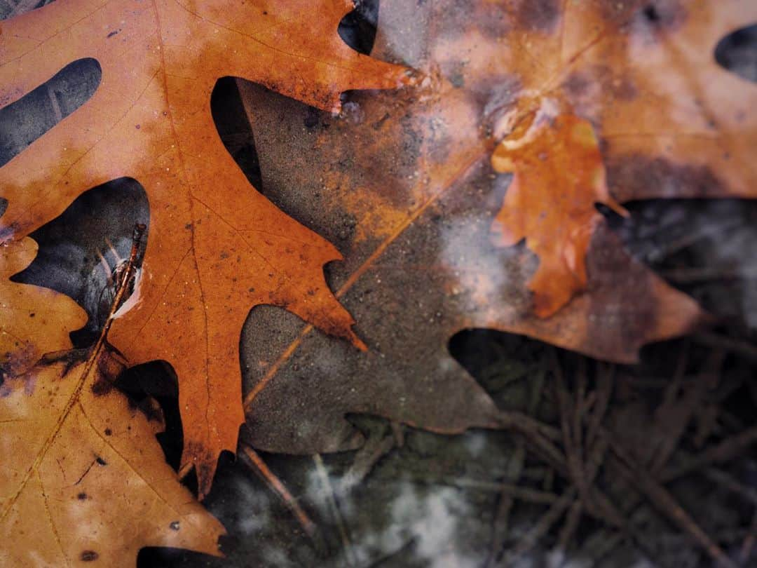 janskeさんのインスタグラム写真 - (janskeInstagram)「• autumn shows us how beautiful it is to let things go • #sonyxperia #sony #xperia5II #TakenWithXperia @sony.nederland •」10月31日 5時06分 - janske