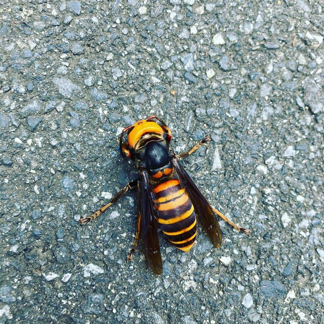 ごあきうえさんのインスタグラム写真 - (ごあきうえInstagram)「怖くて触らなかったけど、ちょっと動いてた！ 何蜂なんだろ？？ でっかい蜂！  #蜂 #🐝 #bee #꿀벌」10月27日 9時59分 - goakiue
