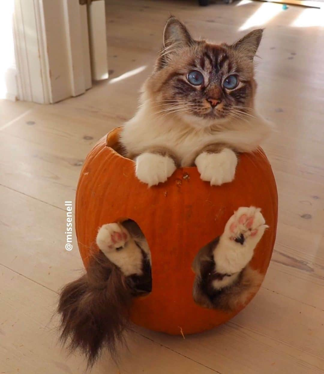 Aww Clubさんのインスタグラム写真 - (Aww ClubInstagram)「Halloween ready ⠀ ⠀ 🎃@missenell⠀ ⠀ Hashtag #9GAGHalloween on your cat’s Halloween photos/videos and get a chance to be featured on @9GAG, and @Meowed!⠀⠀⠀⠀⠀ ⠀⠀⠀ #meowed #missenell #halloween #halloween2020 #9GAGHalloween #MH2020 #Nelly #birman #ragdoll #🎃」10月27日 10時00分 - meowed