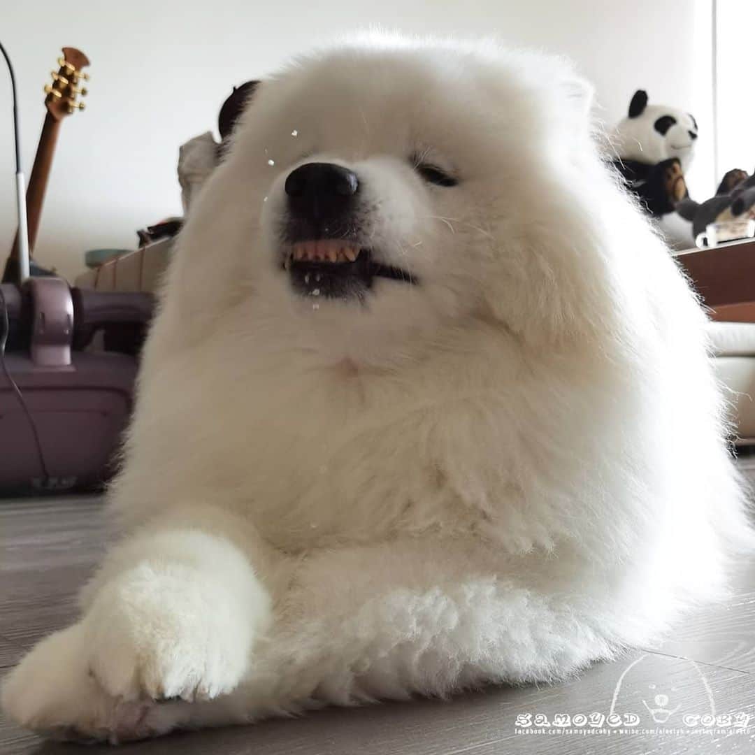 Alex Toのインスタグラム：「😜😜😜 #cute #dog #doglover #dogsofinstagram #dogoftheday #dogofthedayjp #dogstagram #fluffy #hkig #hongkong #ilovemydog #instadog #instagood #instamood #instagraphy #shibainu #samoyedoninstagram #pet #petlovers #petsofinstagram #petstagram #photooftheday #puppy #pupsofinstagram #samoyed #samoyedsofinstagram #webstagram #犬 #サモエド」