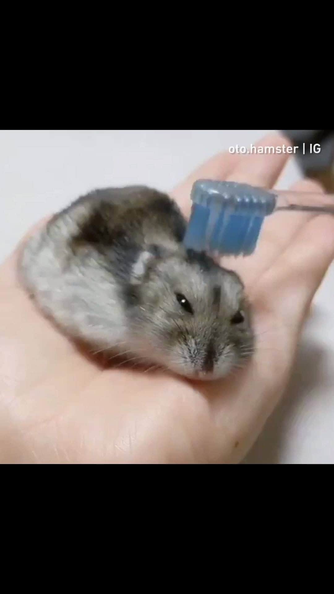 9GAGのインスタグラム