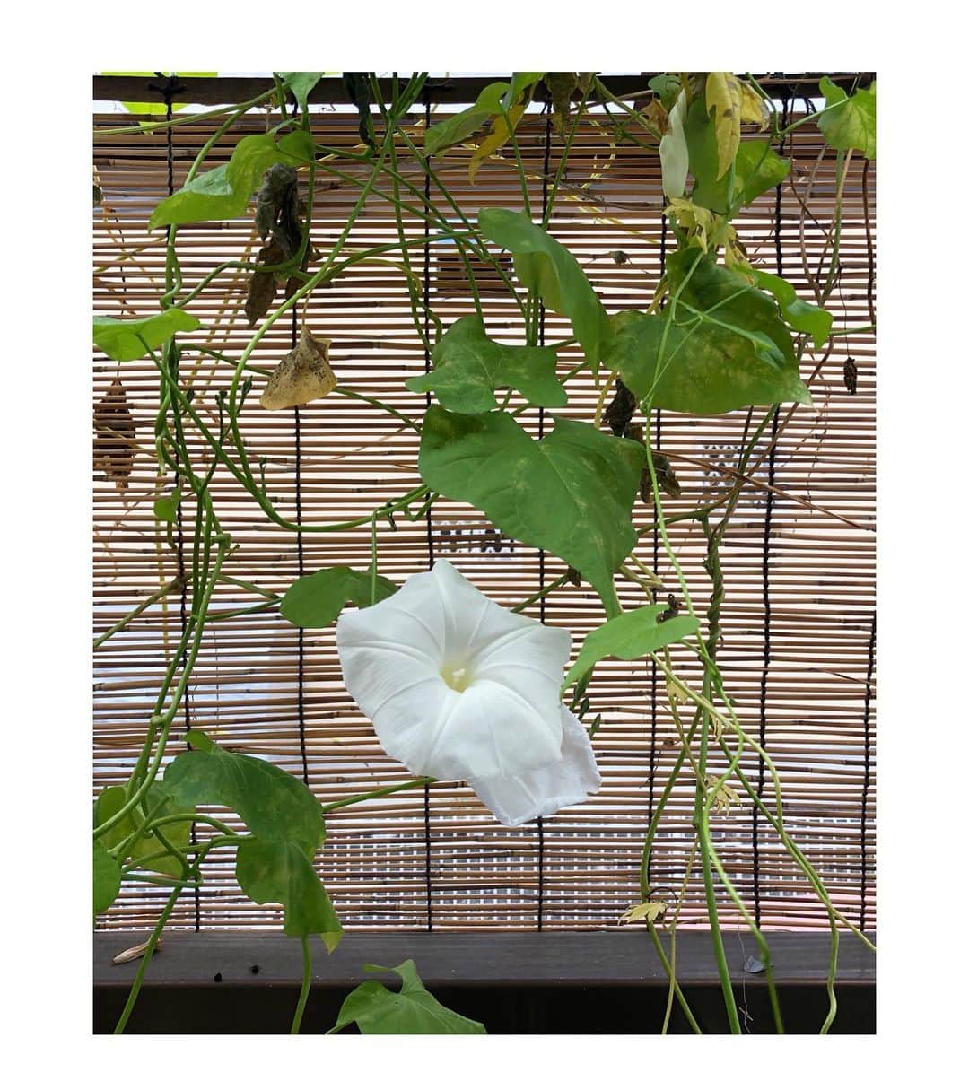 井山三希子さんのインスタグラム写真 - (井山三希子Instagram)「ベランダの朝顔は まだ咲いていたり、もう種が取れたり」10月27日 8時46分 - nikoyagi