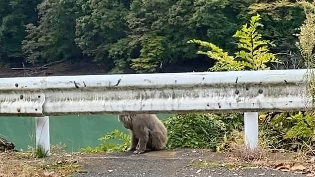 岡部晴彦のインスタグラム：「さっる  #猿　#サッル」