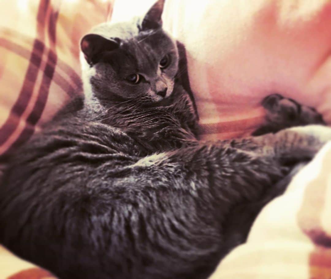 チキン南蛮カレーのルウ王子のグルメインスタ