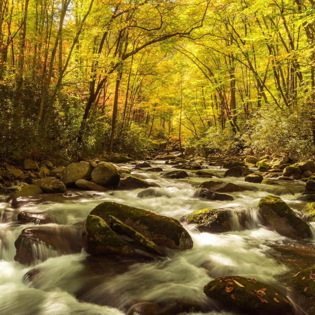 アメリカ内務省さんのインスタグラム写真 - (アメリカ内務省Instagram)「A symphony of color and sound is playing at Great Smoky Mountains National Park in #NorthCarolina and #Tennessee. Green leaves shift to yellow and orange and crunch beneath your feet. The babble of streams flowing over rocks harmonizes with the wind in the trees. With all of this natural splendor, your heart may sing as well. Photo @GreatSmokyNPS courtesy of Bob Carr (@bobcarrphoto). #GreatSmokyMountains #NationalPark #usinterior」10月27日 9時05分 - usinterior