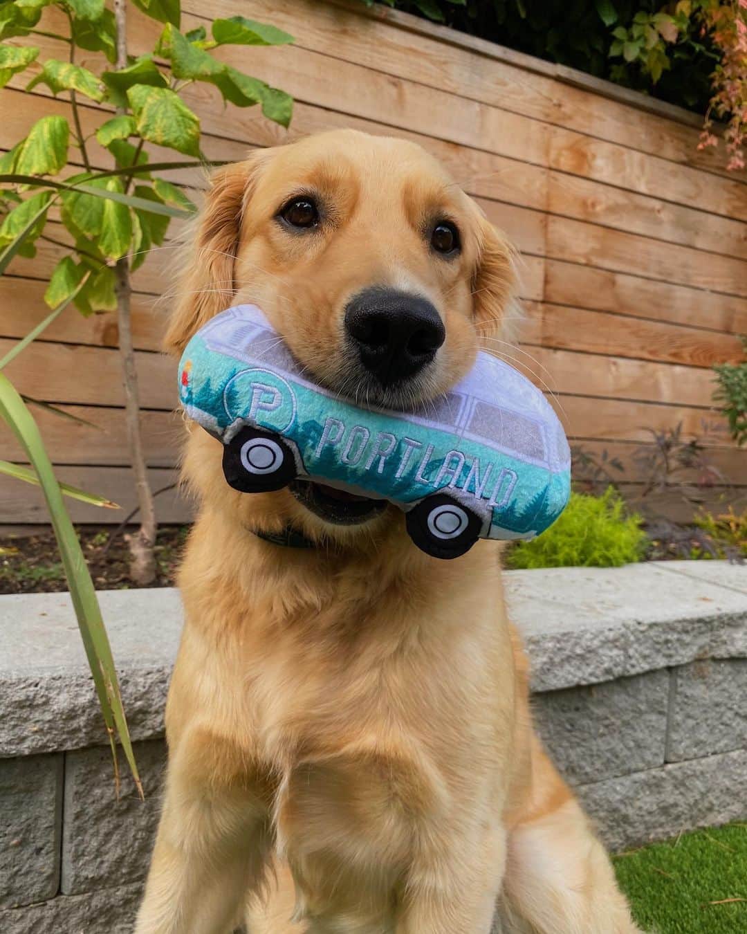 Portlandさんのインスタグラム写真 - (PortlandInstagram)「As one of the most dog friendly cities in the world, it's only right that they have the same opportunity to rep the city as the rest of us. Introducing the Portland Pup Gear by @portlandgear ! 15% of sales from this collection for the week of Oct. 25th - Oct. 31st will go to the Dogtopia Foundation. - #Portland #PortlandNW #PDX #PortlandPup #DogWear @dogtopiafoundation @portlandgear」10月27日 9時05分 - portland