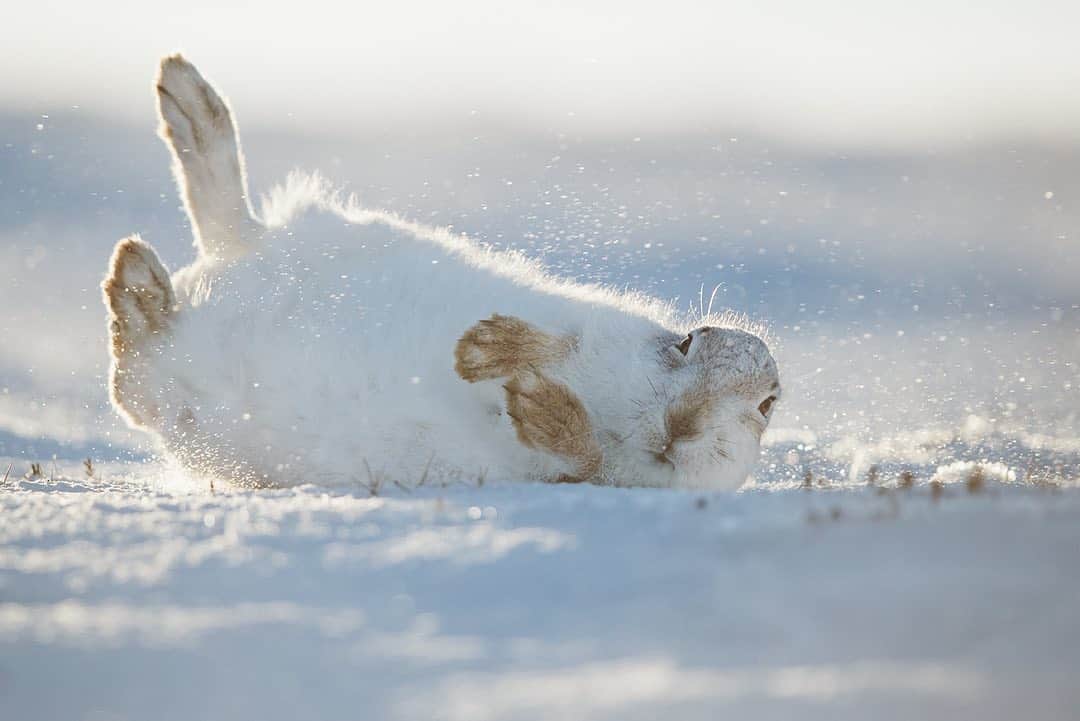thephotosocietyさんのインスタグラム写真 - (thephotosocietyInstagram)「Photograph by @andyparkinsonphoto/@thephotosociety   Mountain hare rolling – Images like this one do not often happen by chance. We’d already identified that this was a repetitive behaviour displayed by our beloved Lady, one that usually occurred after her fur had become clogged by either falling or windblown snow, this technique was one that she engaging in in order to dry herself. Luck of course has to play her significant part, but so did the positioning of both Lady and myself because for this image to work I had to have the right perspective. Lady for her part had to avoid the temptation to roll sideways into a little hollow, thereby obscuring my view, as had happened on multiple previous occasions. When she did eventually roll in the right place it was as usual, writhing and thrashing enthusiastically on the ground, legs kicking and akimbo she was a photographers worst nightmare. Trying to keep the focussing point on her eye was issue number one, hoping that I could keep her unpredictable leg movements in the frame was issue number two. Then I had to hope that at some point she would look at me, mid thrash, which fortunately she did. I don’t know how many images I shot in this sequence but this is the only one that I’ve processed, an image borne out of luck, luck and a little bit of endeavour. @nikonuknordic Nikon D4s, Nikon 200-400mm F4 lens, 1/2000sec at F5.6, ISO 400」10月27日 9時30分 - thephotosociety