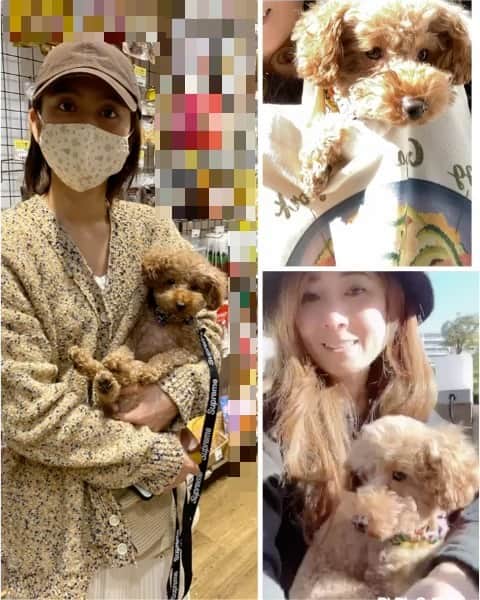 岡田祐佳のインスタグラム：「天気の良い日の事。  しーちゃんとゆいちゃんと お散歩デートしました。  久しぶりにまたったり☕✧ 女3人？(2人＋♂) 楽しかった。  #名前を呼び間違える #ゴウヤチャンプル #しーちゃんのお気に入り  #お留守番のBuzzとチョコと隆之介にお土産買った #トイプードル #トイプードル女の子 #ティーカッププードル #toypoodle  #親子 #母娘  #親子デート #良い天気 #散歩」