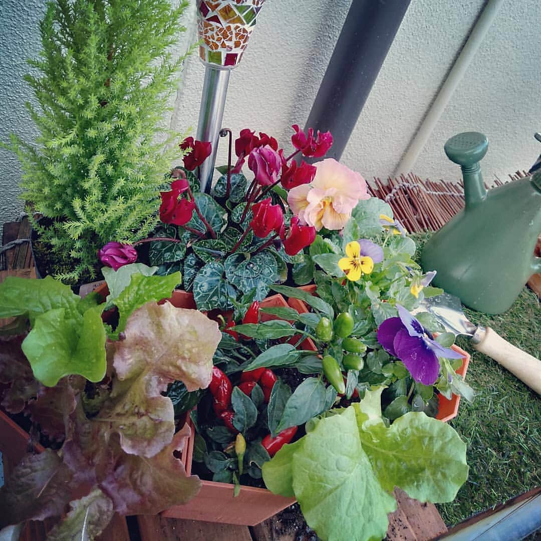 友利愛美さんのインスタグラム写真 - (友利愛美Instagram)「おはようございます〜😊最近の楽しみのひとつ。玄関先のお花コーナー( ◜‿◝ )♡少しずつ、お気に入りを見つけて仲間入りさせたりそれを眺めてお水あげたり🌼日光を浴びながら癒やされてますえ〜🧡(♡ω♡ ) ~♪今日も素敵な一日になりますよーに♡  #Flower #ガーデニング #gardening #アリッサム #パンジー #ビオラ #コスモス #サニーレタス #観賞用唐辛子 #カサブランカ #ガザニア #チシャ ←昨日仲間入り🌿 etc」10月27日 9時32分 - aimitomori