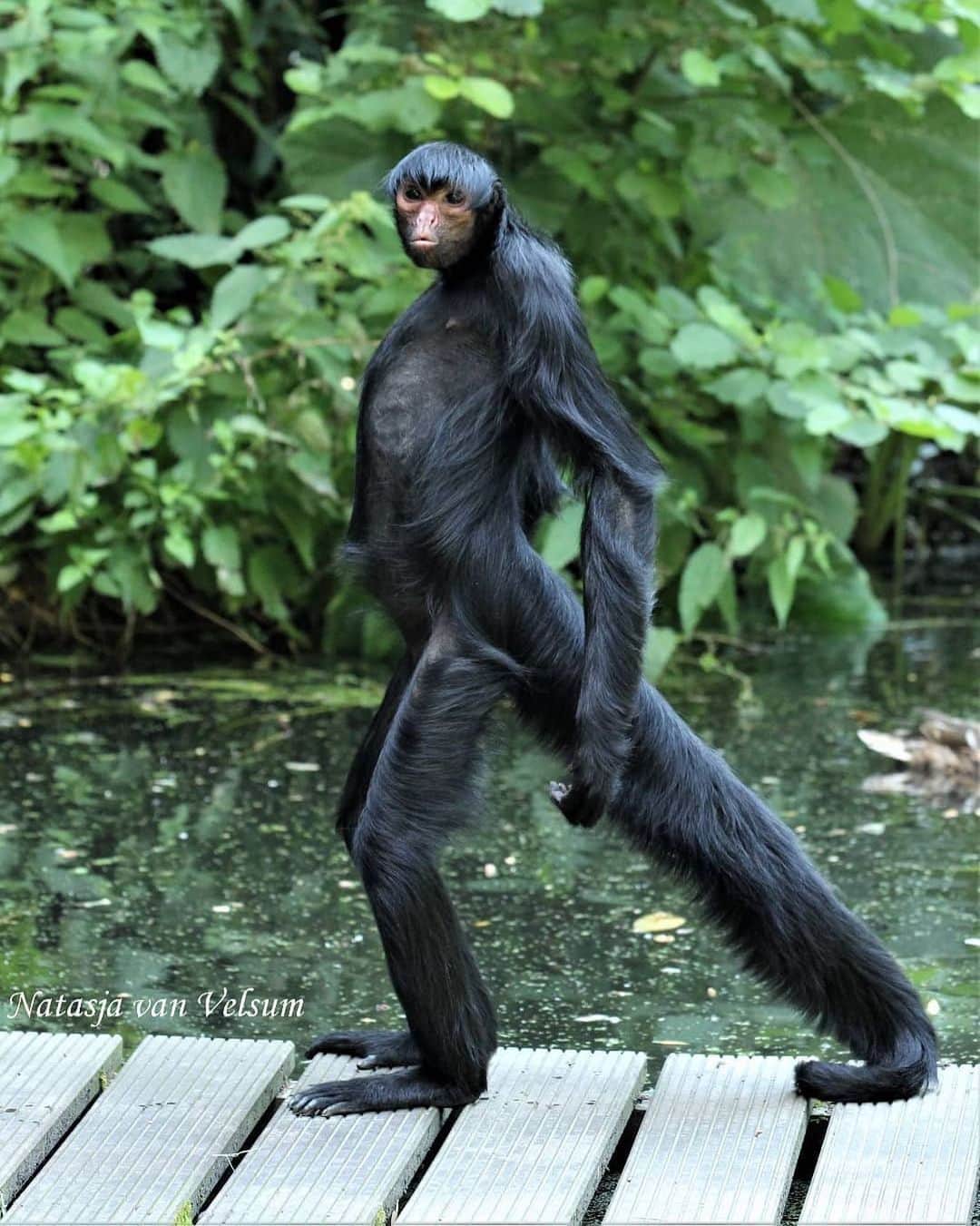 WildLifeのインスタグラム：「I am sexy and I know it 😂 by @natasjavanvelsum」
