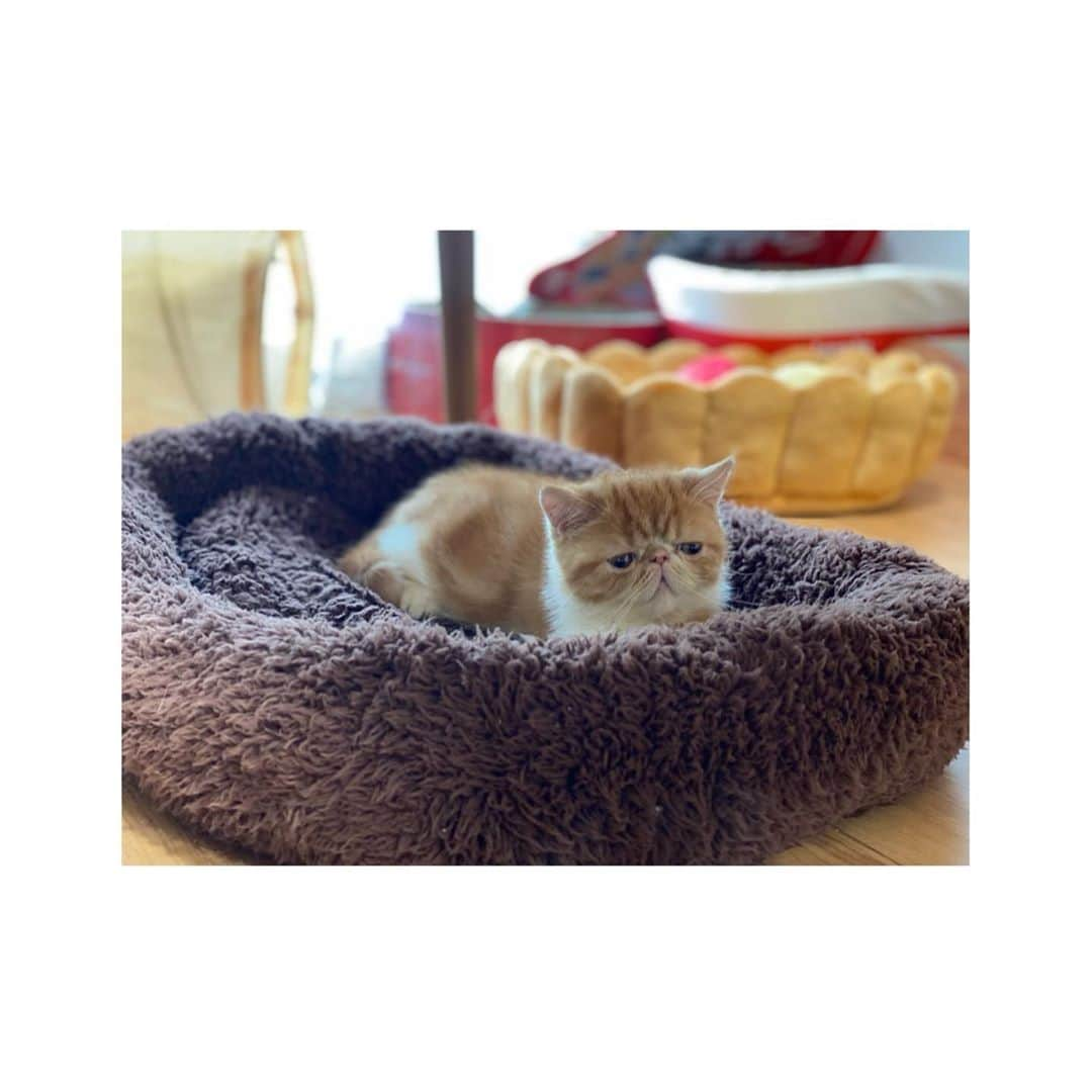 河合あすなさんのインスタグラム写真 - (河合あすなInstagram)「gm⛅️  #ねこのいる暮らし #エキゾチックショートヘア #子猫 #幸せ」10月27日 9時41分 - kawai__asuna