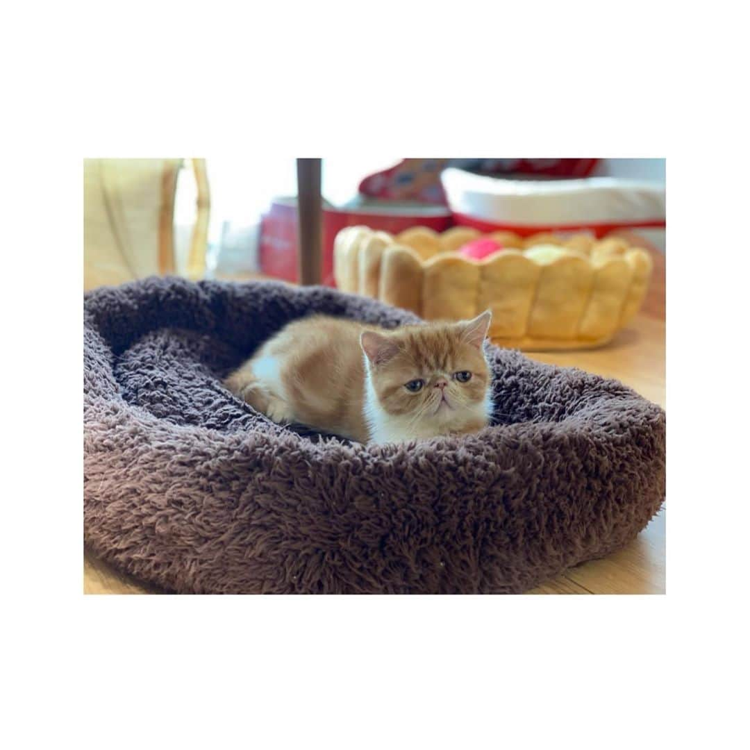 河合あすなさんのインスタグラム写真 - (河合あすなInstagram)「gm⛅️  #ねこのいる暮らし #エキゾチックショートヘア #子猫 #幸せ」10月27日 9時41分 - kawai__asuna