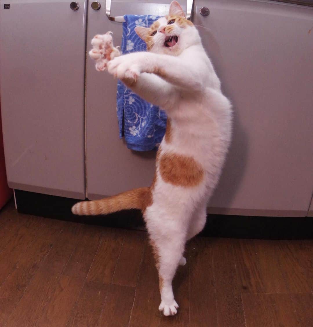 Kachimo Yoshimatsuさんのインスタグラム写真 - (Kachimo YoshimatsuInstagram)「ハッスル、ハッスル！ #uchinonekora #oinari #neko #cat #catstagram #kachimo #猫 #ねこ #うちの猫ら http://kachimo.exblog.jp」10月27日 0時56分 - kachimo