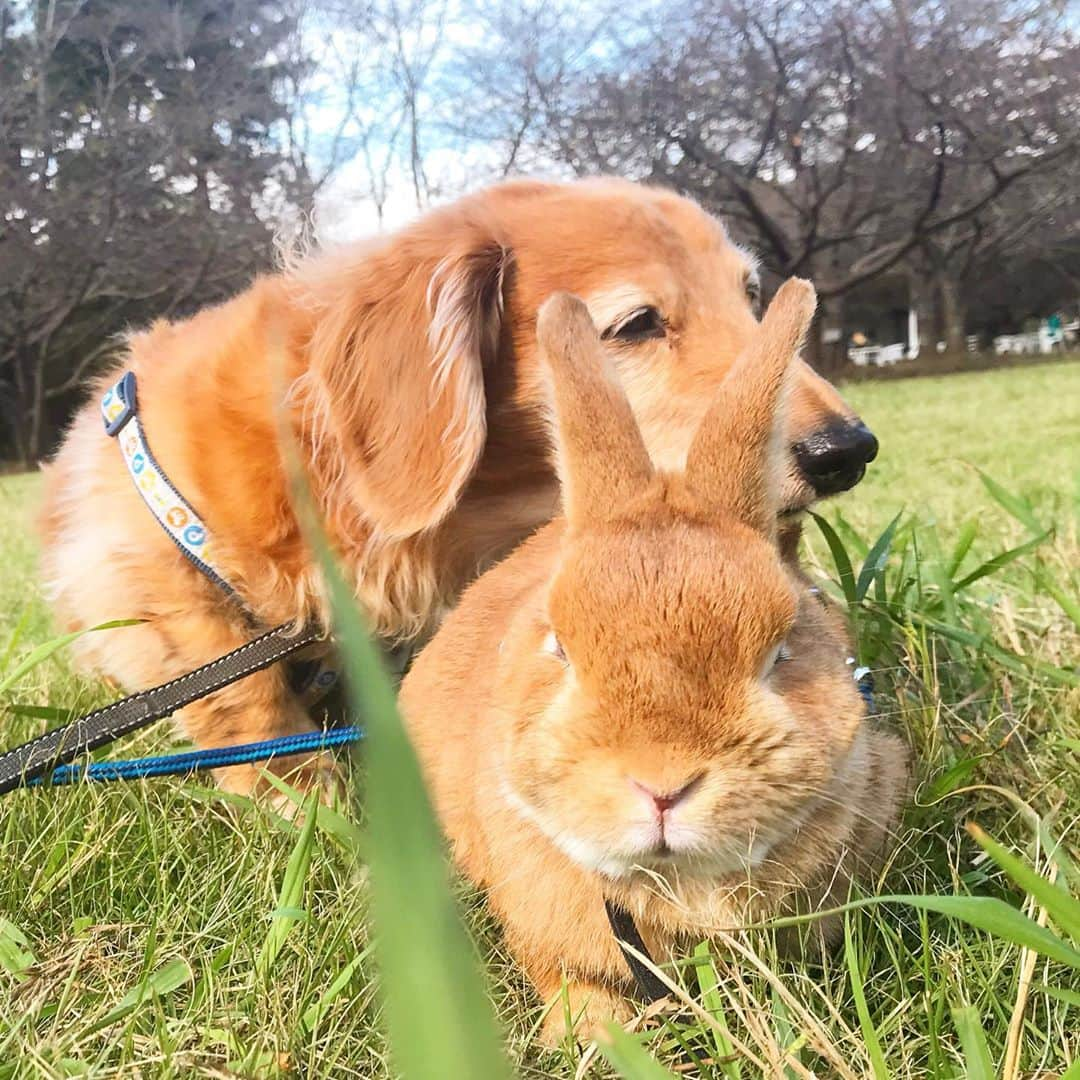 Chieko Shibutaさんのインスタグラム写真 - (Chieko ShibutaInstagram)「たろー🐶&うじゃこ🐰 地方☀️ さんぽ🌱 ポカポカ陽気😊 たろー！は　うじゃこにあごのせ　日光浴☀️ ウトウト🐶💤💤 うじゃこ！重い😡脱出💨 グイグイ📸に向かって💨 ちょっと　怖い😅 でも　しっかり✌️サインは　忘れない🐰❤ 💕✨🐶🍀🐰✨💕 #わんこの散歩 #dachshund #dachshunds #dachshundlove #dog #dogs #doglove #instadog #instagram #instagood #pet #pets #petsagram #cute #cutepe #cutepet #cutedog #cuteanimals #likes #smile #rabbit #ラビット #ミニュチュア #ミニュチュアダックス  #ミニュチュアダックスフント #うさぎ部 #うさぎ #ダックス #ダックスフンドロングヘアー#犬とうさぎ」10月27日 1時13分 - chieko.81