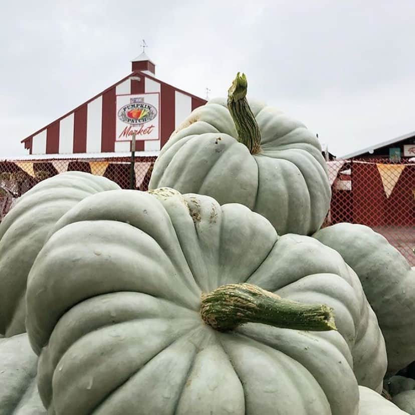 Portlandさんのインスタグラム写真 - (PortlandInstagram)「Happy National Pumpkin Day! 🎃 Have you been able to hit up the Pumpkin Patch? - 📷: @thepumpkinpatch_sauvieisland  #Portland #PDX #PortlandNW #OregonNW #Pumpkin」10月27日 1時13分 - portland