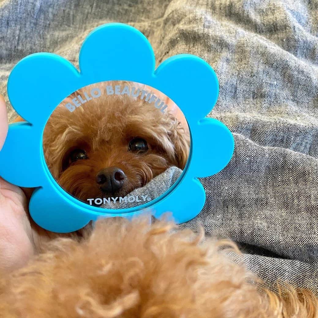 TONYMOLY USA Officialさんのインスタグラム写真 - (TONYMOLY USA OfficialInstagram)「FREE Bello Beautiful Mirror with orders over $75+ ends tonight at tonymoly.us 💗🙌🏼 Cute puppy not included🤣 #xoxoTM #TONYMOLYnMe 📸:@littlemrtosh」10月27日 1時15分 - tonymoly.us_official