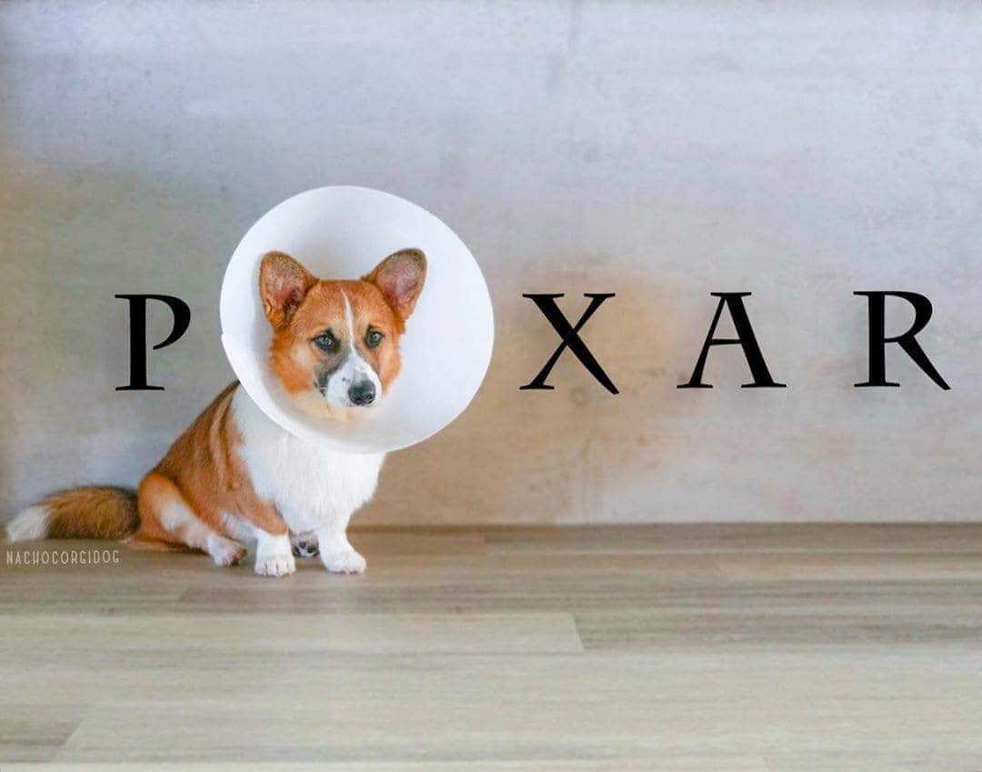 Disney Pixarさんのインスタグラム写真 - (Disney PixarInstagram)「The cone of shame has never looked cuter. (📸: @nachocorgidog)」10月27日 1時29分 - pixar
