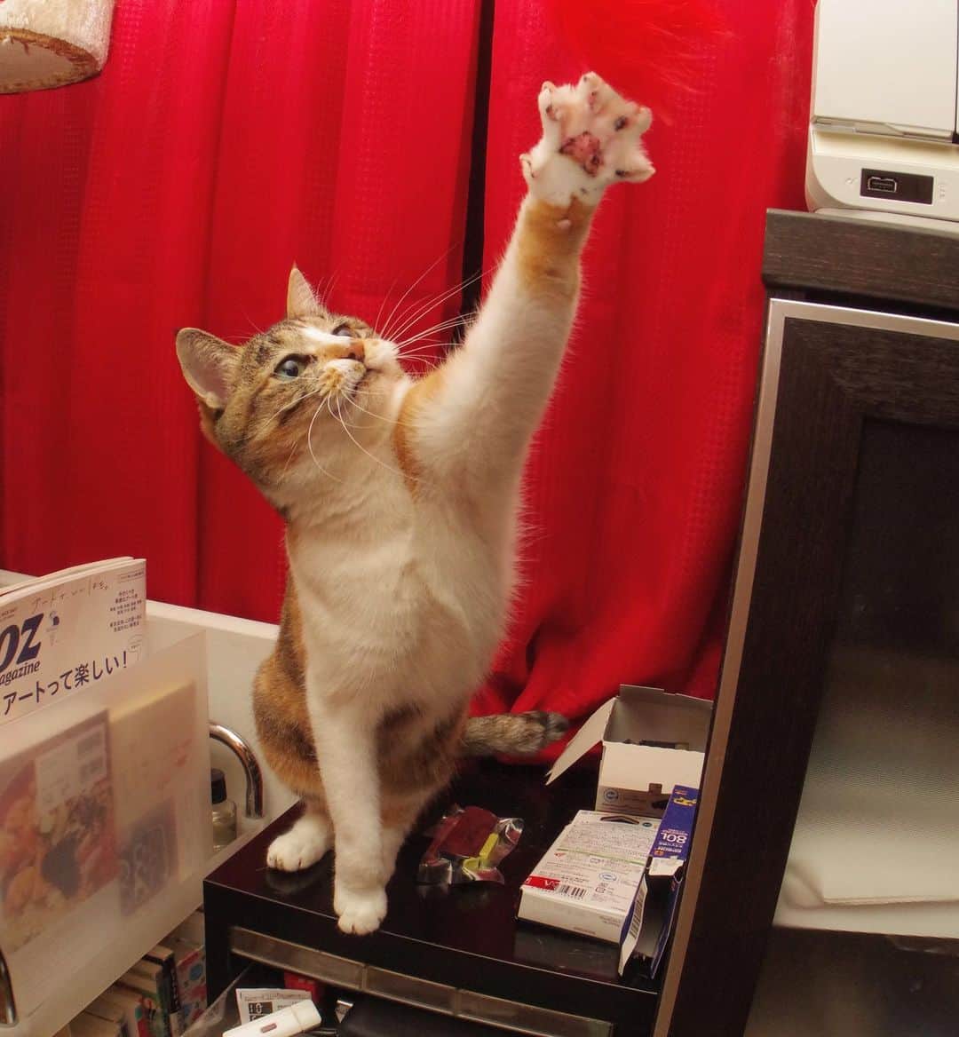 Kachimo Yoshimatsuさんのインスタグラム写真 - (Kachimo YoshimatsuInstagram)「ほら、見て、水かきがあるでしょ。 Webbing #uchinonekora #castella #neko #cat #catstagram #kachimo #猫 #ねこ #うちの猫ら http://kachimo.exblog.jp」10月27日 1時31分 - kachimo