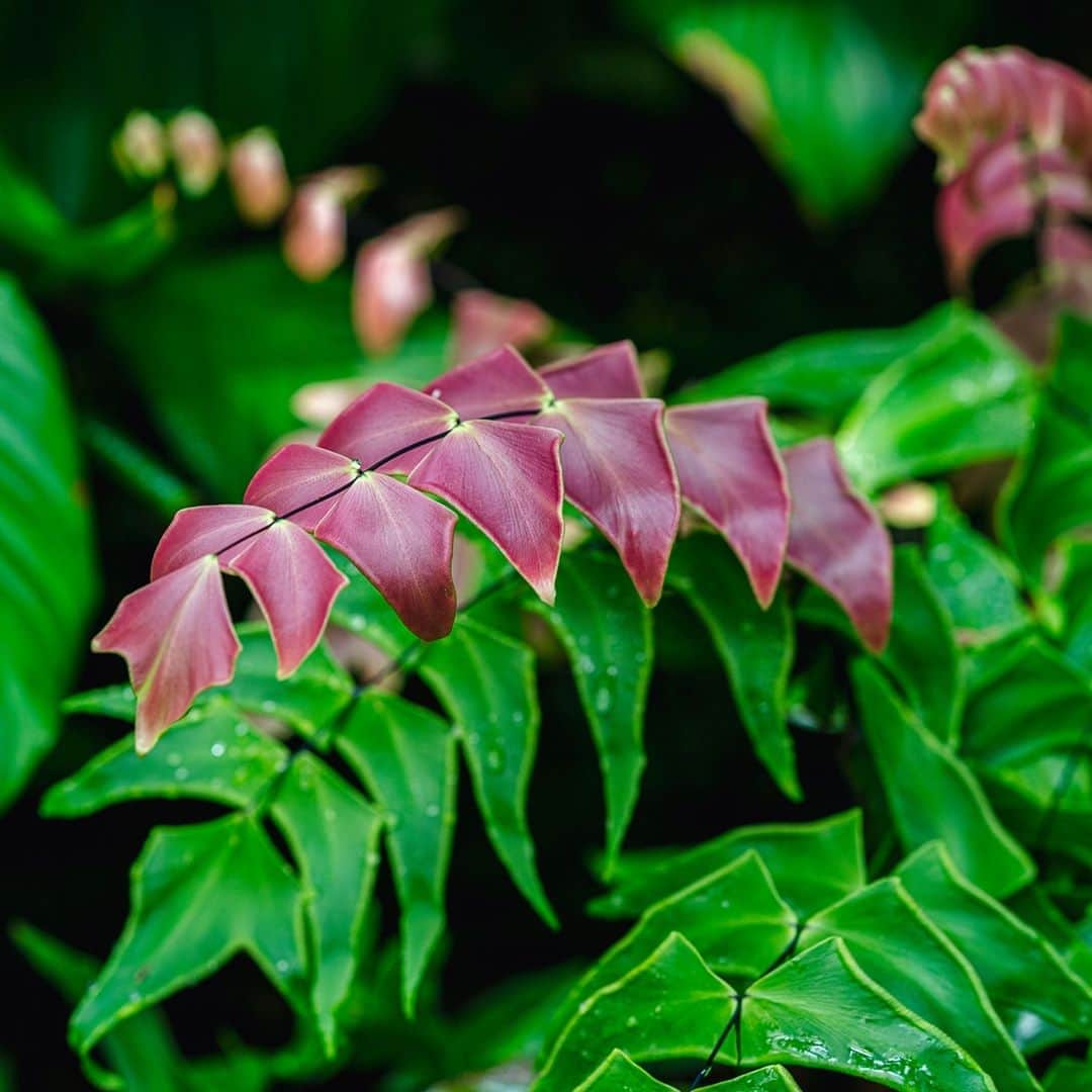 ニューヨーク植物園のインスタグラム：「The Plant Doctor is in! 🌿 . We're taking your home gardening and houseplant challenges and getting our NYBG experts' input. Leave your question here in the comments by Thursday morning. On Friday we'll follow up with answers, helping you keep your plants—like this silver dollar fern—thriving both indoors and out. . #Adiantum peruvianum #plantlove #nybgathome #museumfromhome」