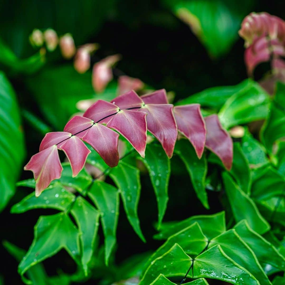 ニューヨーク植物園のインスタグラム