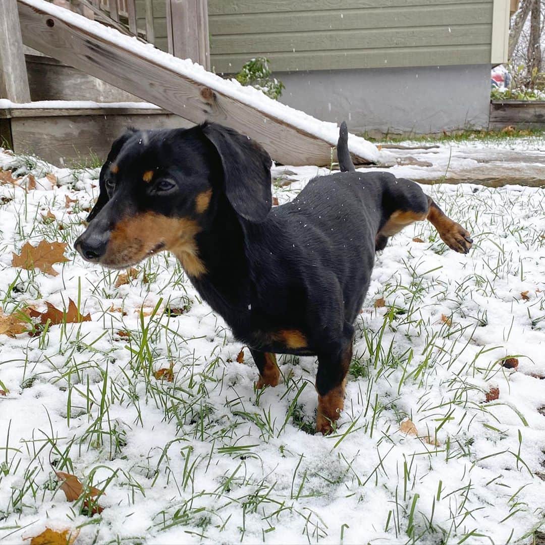Crusoe the Celebrity Dachshundのインスタグラム：「“Sigh.. and to think I’d normally be peeing on fresh Florida grass this time of year...” ~ Crusoe」