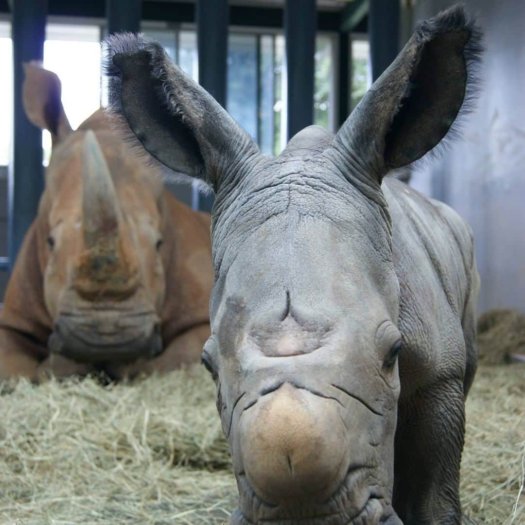 ABC Newsさんのインスタグラム写真 - (ABC NewsInstagram)「Disney's Animal Kingdom debuts Kendi, a baby white rhinoceros, the result of a Species Survival Plan overseen by the Association of Zoos and Aquariums to ensure the responsible breeding of endangered species. #disney #disneyanimalkingdom #rhino #babyanimals #cuteanimals」10月27日 2時16分 - abcnews