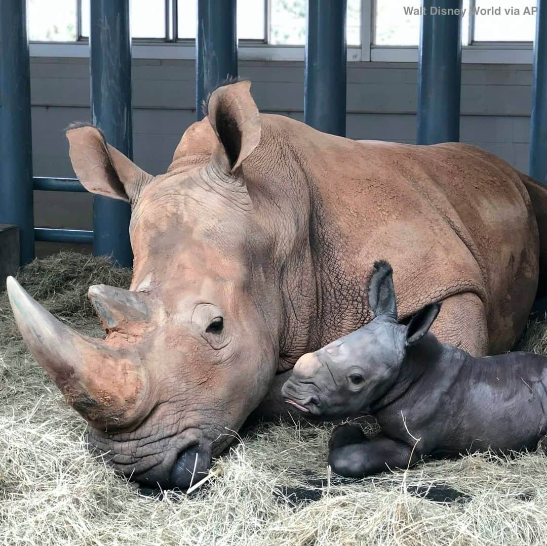 ABC Newsさんのインスタグラム写真 - (ABC NewsInstagram)「Disney's Animal Kingdom debuts Kendi, a baby white rhinoceros, the result of a Species Survival Plan overseen by the Association of Zoos and Aquariums to ensure the responsible breeding of endangered species. #disney #disneyanimalkingdom #rhino #babyanimals #cuteanimals」10月27日 2時16分 - abcnews