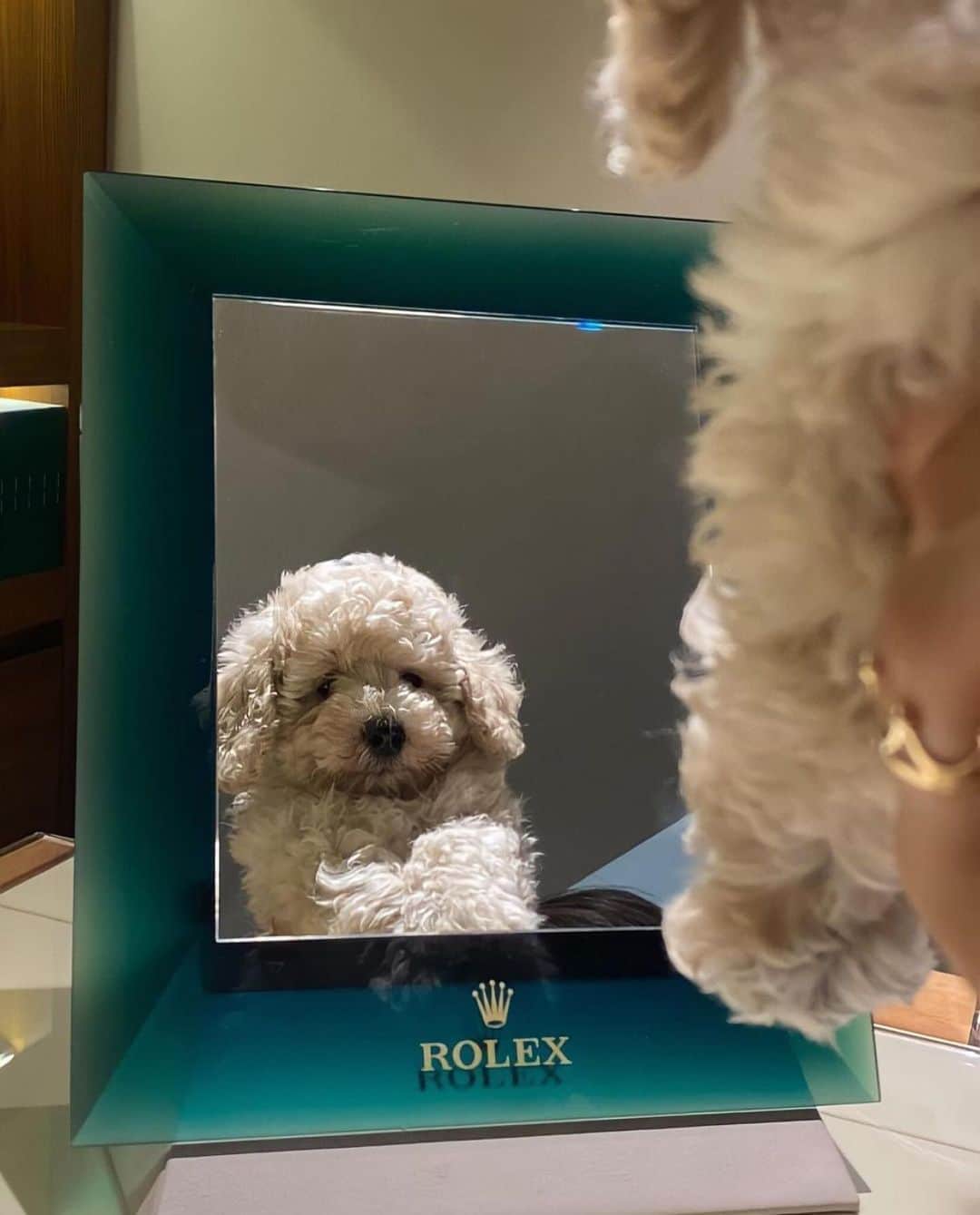 WATCHMANIAさんのインスタグラム写真 - (WATCHMANIAInstagram)「At my Rolex AD, trying to be cute.  @itsralphwoof」10月27日 3時36分 - watchmania