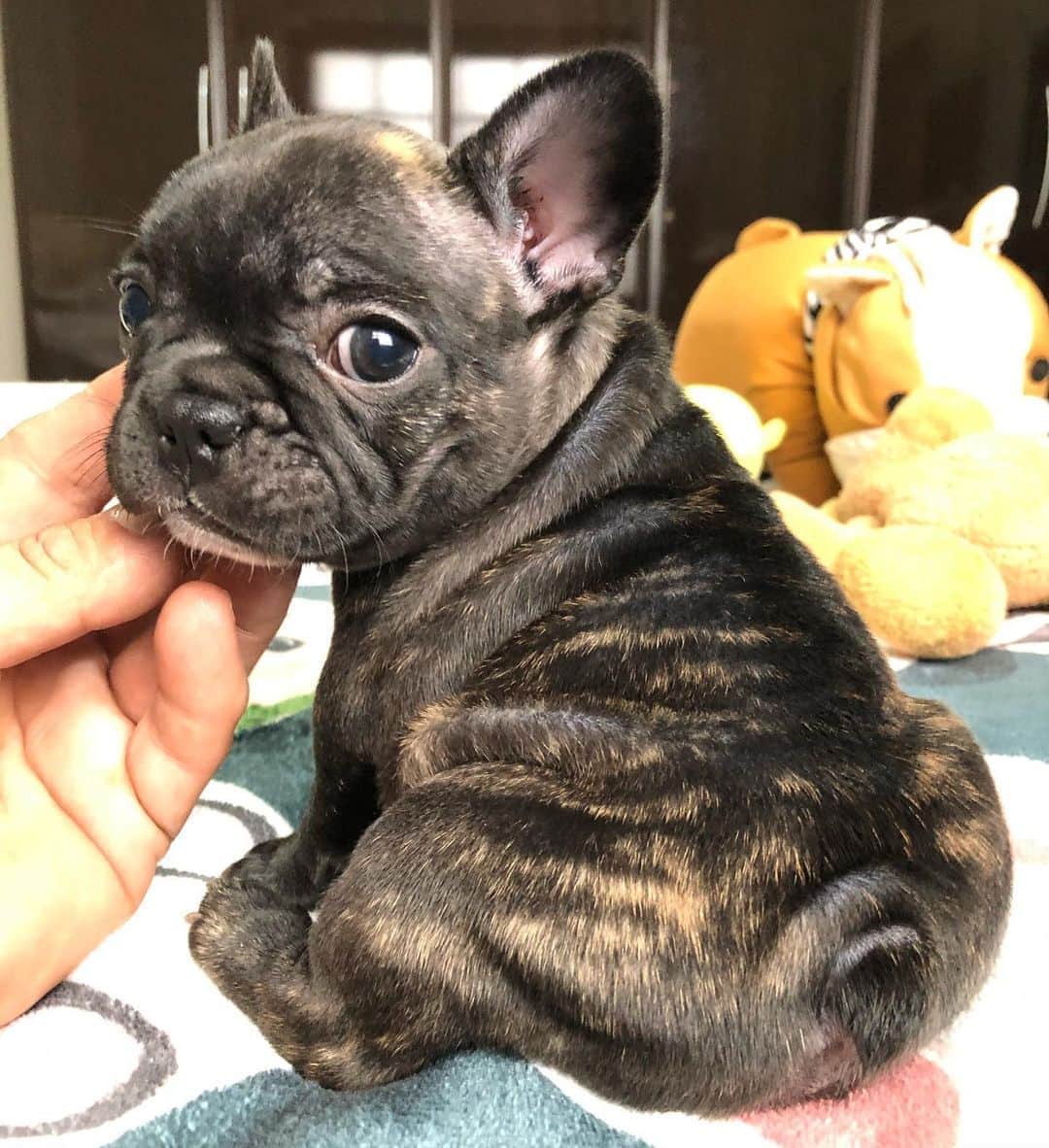 Regeneratti&Oliveira Kennelのインスタグラム：「Little potato 🥰 #frenchie #frenchbulldog」