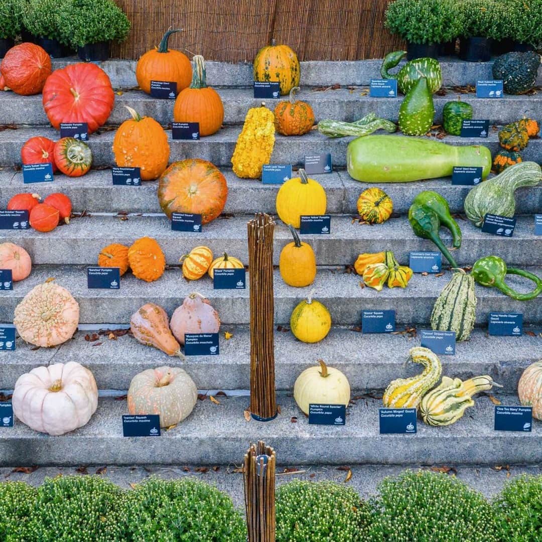 ニューヨーク植物園のインスタグラム：「There's a rainbow to discover among the pumpkins, gourds, and squash of our Great Pumpkin Path. . On the steps of the Conservatory Lawn you'll see just how vibrant and varied the world of cucurbits can be! And what better day than #NationalPumpkinDay to show off their lumps, bumps, long necks, and painterly colors? . #plantlove #nybgathome #museumfromhome #culturefromhome」