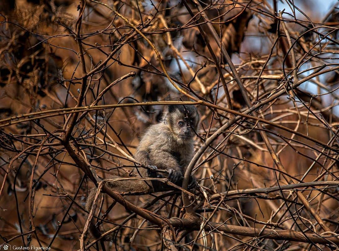 ルアン・サンタナさんのインスタグラム写真 - (ルアン・サンタナInstagram)「A maior tragédia ambiental sofrida pelo Pantanal em toda a sua história... Chegou a hora de mudarmos esse caminho e traçarmos um novo rumo.   O primeiro passo está dado! Assine agora o MANIFESTO DO MOVIMENTO #OPantanalChama no link que está na bio ou direto aqui https://opantanalchama.sospantanal.org.br/. Vamos espalhar, galera! O Pantanal tem pressa e está chamando. @sospantanal @uniaobrorg」10月27日 4時29分 - luansantana