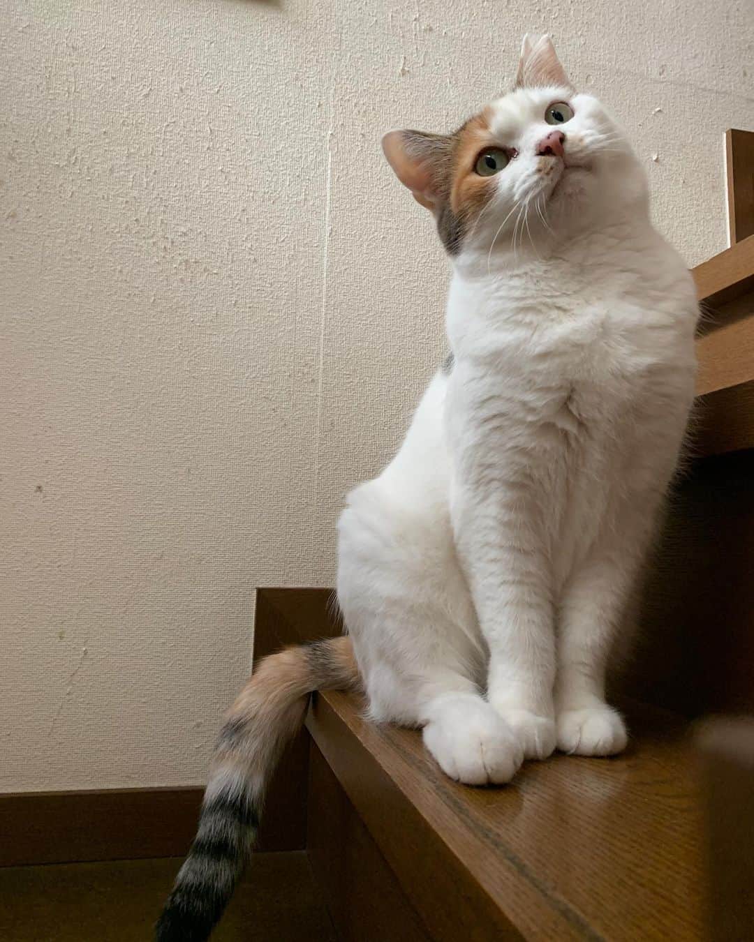 Kachimo Yoshimatsuさんのインスタグラム写真 - (Kachimo YoshimatsuInstagram)「まだまだなでさせてもらえない。 家に入って2年7ヶ月。 #uchinonekora #castella #neko #cat #catstagram #kachimo #猫 #ねこ #うちの猫ら http://kachimo.exblog.jp」10月27日 10時11分 - kachimo