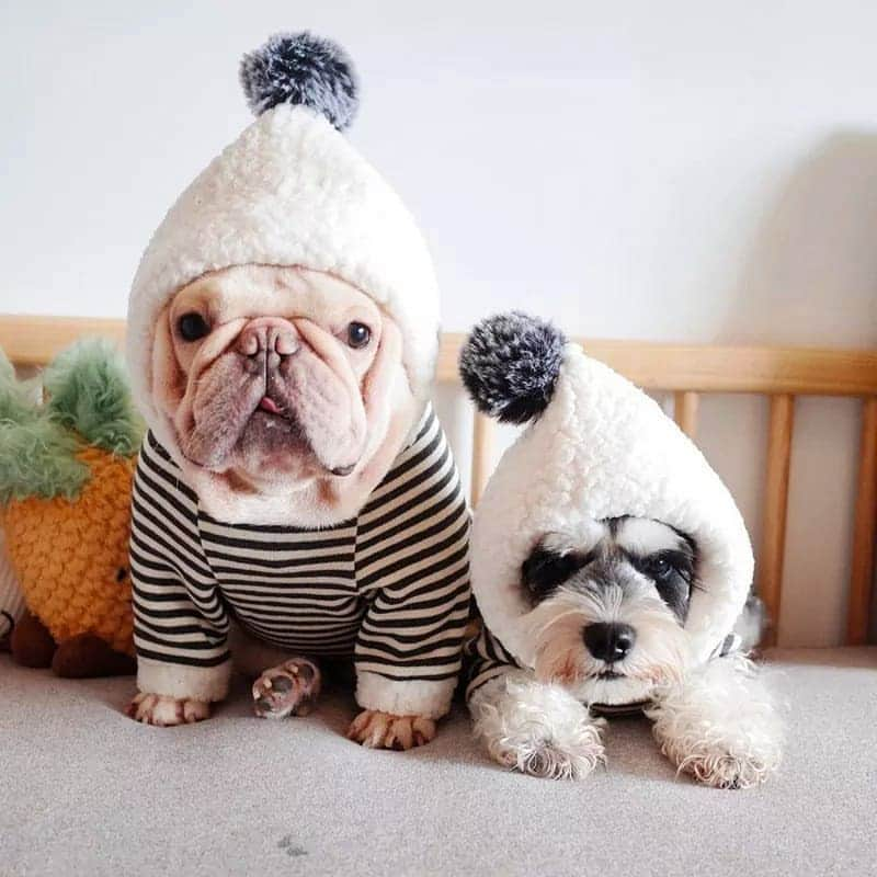 French Bulldogさんのインスタグラム写真 - (French BulldogInstagram)「Winter Warm Striped Pompom Hoodie ❄🐏 Only in @frenchie.world shop 🛍🛒 . . . . . #frenchbulldog #frenchie #frenchiesofinstagram #frenchies #frenchielove #frenchbulldogs #frenchieoftheday #frenchbully #frenchiesociety #instafrenchie #frenchbulldogsofinstagram #frenchielife #frenchiewoeld #frenchbulldogpuppy #frenchiesofig #woofwoof #frenchielovers #dailyfrenchie #frenchiegram #ilovemyfrenchie #bulldoglove #bulldog #spookyscaryskeletons #bulldogsofinstagram」10月27日 4時54分 - frenchie.world