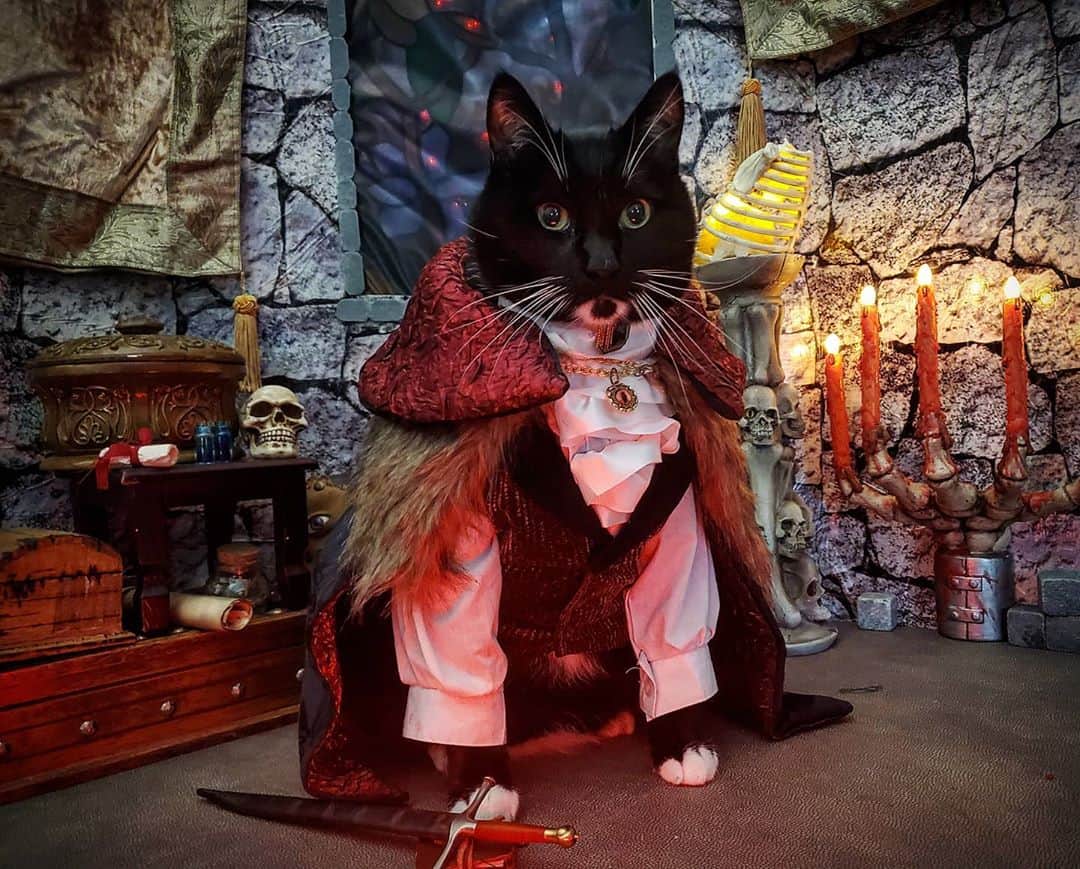 猫コスプレさんのインスタグラム写真 - (猫コスプレInstagram)「Count Chonkula awaits...  #Dracula @petco #PetcoSceneContest2020  . . . . . . . . . #catcosplay #cosplay #cosplayer #cat #catcostume #catsinclothes #catsofinstagram #catstagram #petclothes #PetCostume #halloween #halloweenseason #halloweenideas #monster #draculascastle #countdracula #joke #pun #chonk #chonkycat #humor #halloweencat」10月27日 5時49分 - cat_cosplay