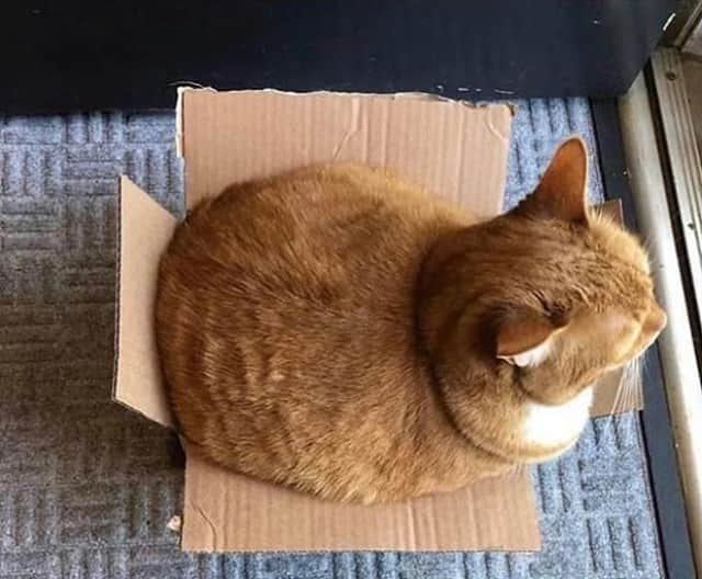 Aww Clubさんのインスタグラム写真 - (Aww ClubInstagram)「I don't get it ... This box fit perfectly before quarantine ⠀ ⠀ #meowed #stayhome #stayhealthy #CHONK #CHONKY #📦」10月27日 6時00分 - meowed