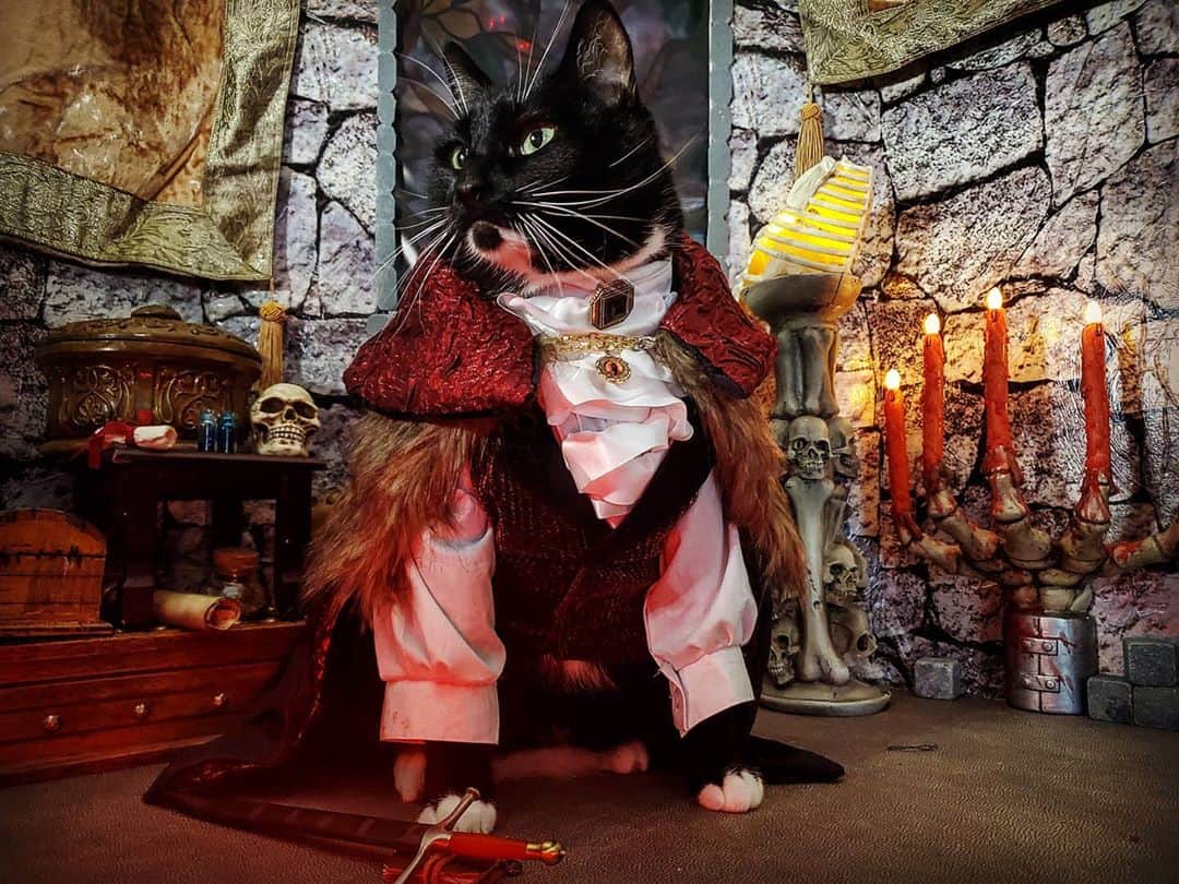 猫コスプレさんのインスタグラム写真 - (猫コスプレInstagram)「What We Mew in the Shadows  #Dracula @petco #PetcoSceneContest2020  . . . . . . . . . #catcosplay #cosplay #cosplayer #cat #catcostume #catsinclothes #catsofinstagram #catstagram #petclothes #PetCostume #halloween #halloweenseason #halloweenideas #monster #draculascastle #countdracula #joke #pun #chonk #chonkycat #humor #halloweencat」10月27日 6時01分 - cat_cosplay