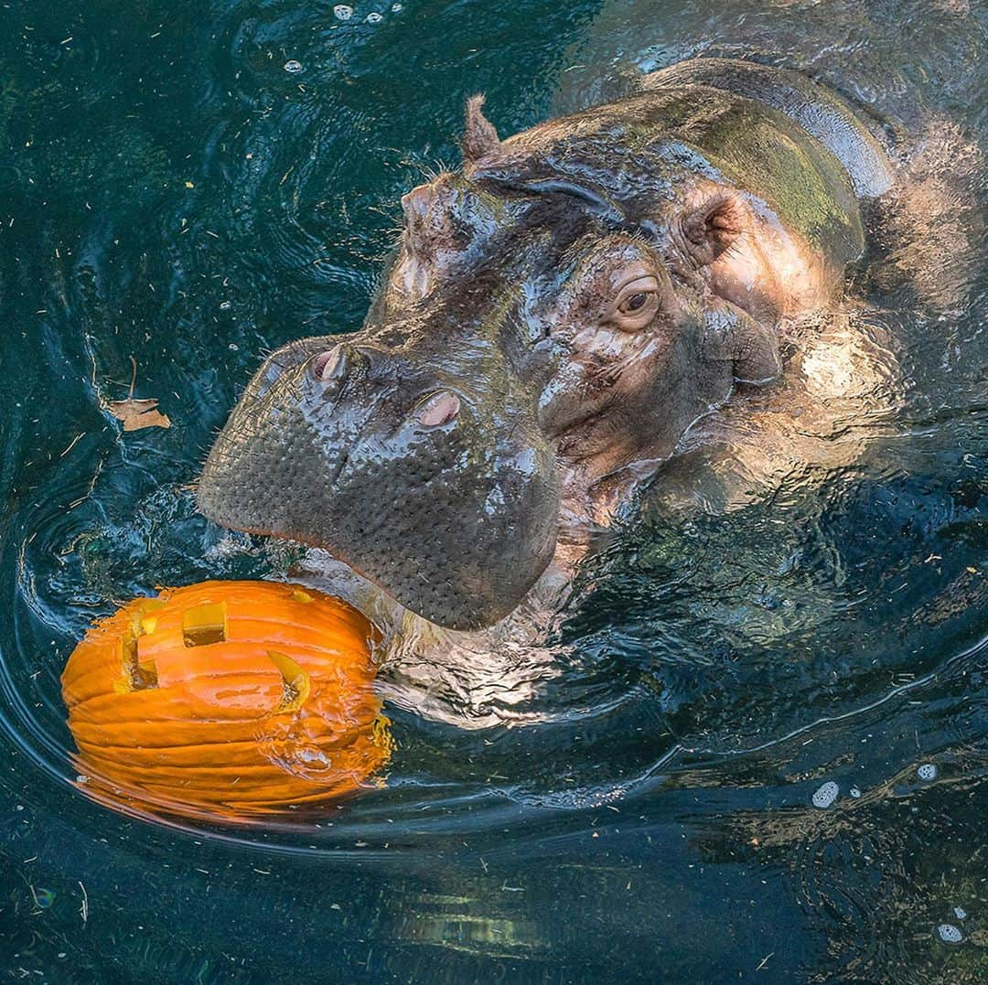 San Diego Zooのインスタグラム