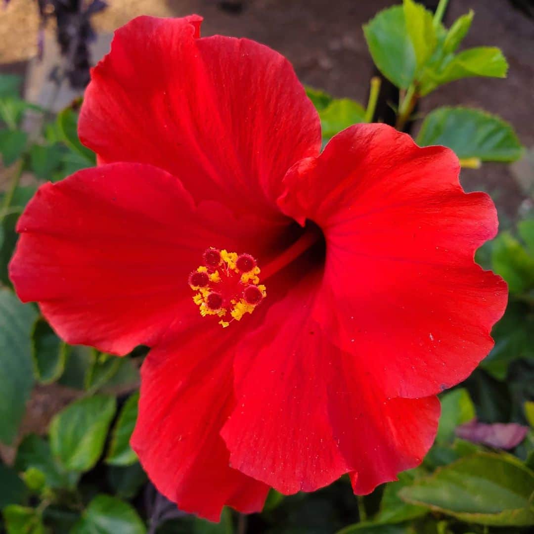 のインスタグラム：「NEW RED HIBISCUS 🌺 🌺🌺🌺🌺🌺 #GASOLINEGARDEN #ILOVEGARDENS #GARDENSRULE #GARDENCHURCH #GARDENPARTY #GARDENMAGIC #AVANTGARDEN #GARDENS #GARDENGANGSTER #GARDEN #GRADENLIFE #GARDENER #GARDENTIME  #GARDENING #VEGETABLEGARDEN #FLOWERS #SUCCULENTS  #PLANTS  #CACTUS #AYEARINFLOWERS  #shadowhills  #THANKYOU  @gasolineglamour  #GASOLINEGLAMOUR #PLANTSOMESHIT  #GROWSOMESHIT  @nicksnursery  #NICKSNURSERY #hybiscus  #hybiscusflower」