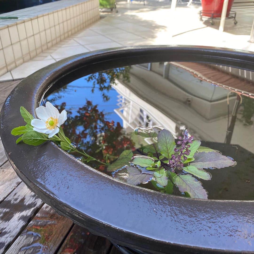 栗原はるみさんのインスタグラム写真 - (栗原はるみInstagram)「みなさんおはようございます。昨日は思いがけなく暖かな穏やかな一日でしたね〜。我が家の庭に先日最後のばらとお伝えしたのにまたばらが咲いたり、カマキリが来たり、水鉢に入れた秋明菊もバジルもまだまだ沢山咲いています。この細やかな自然の営みを私はもっと楽しんで丁寧な毎日を過ごさなければと思います。みなさんの優しい言葉や楽しそうな出来事に毎日元気をいただいています。#栗原はるみ  #kuriharaharumi #玲児さんの笑顔」10月27日 6時45分 - harumi_gram